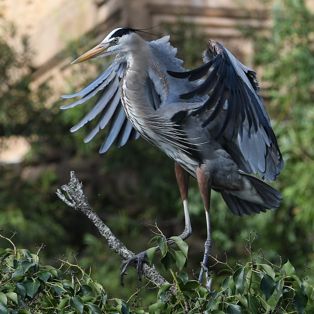 BlueHeron13.JPG
