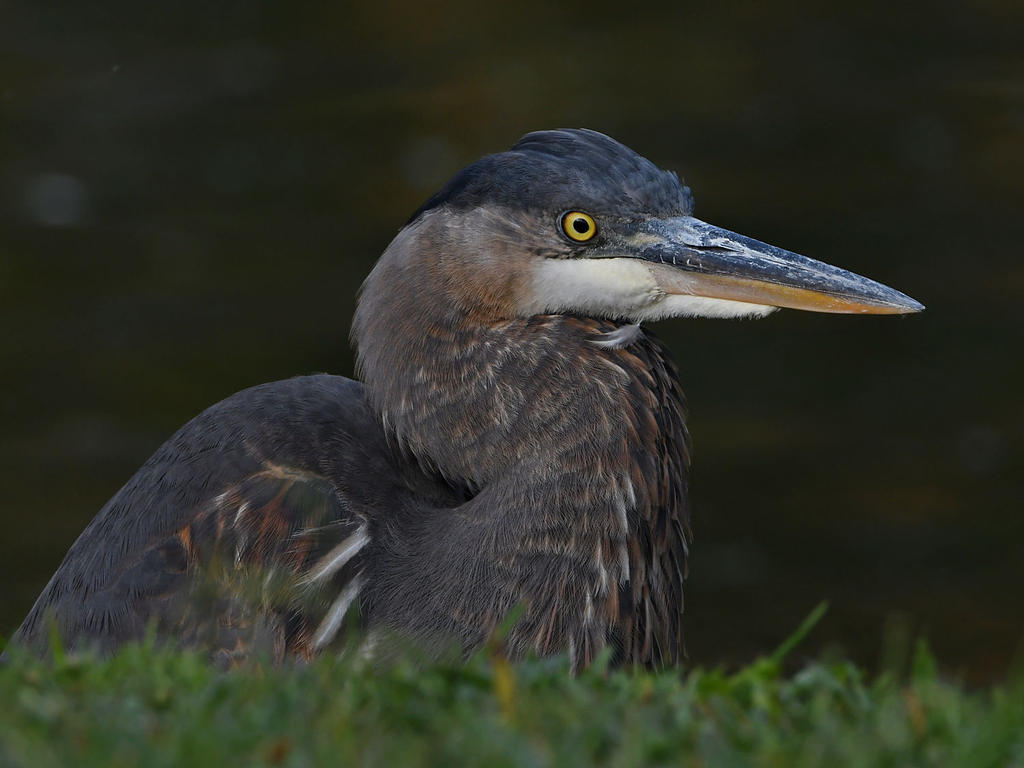 BlueHeron13.jpg