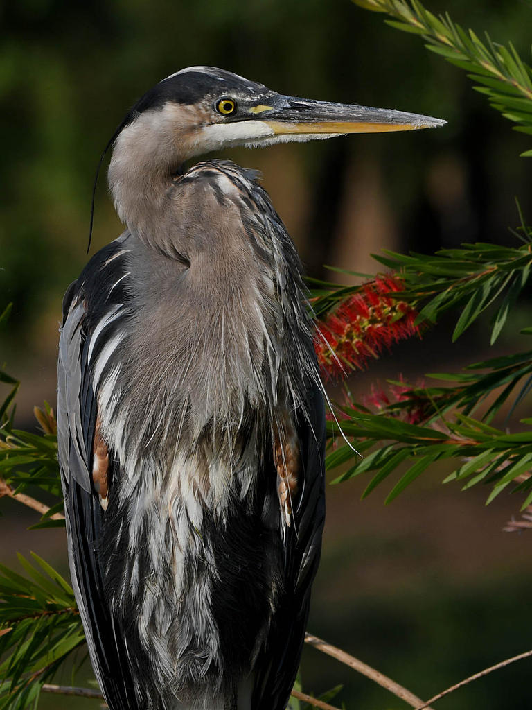 BlueHeron13.jpg