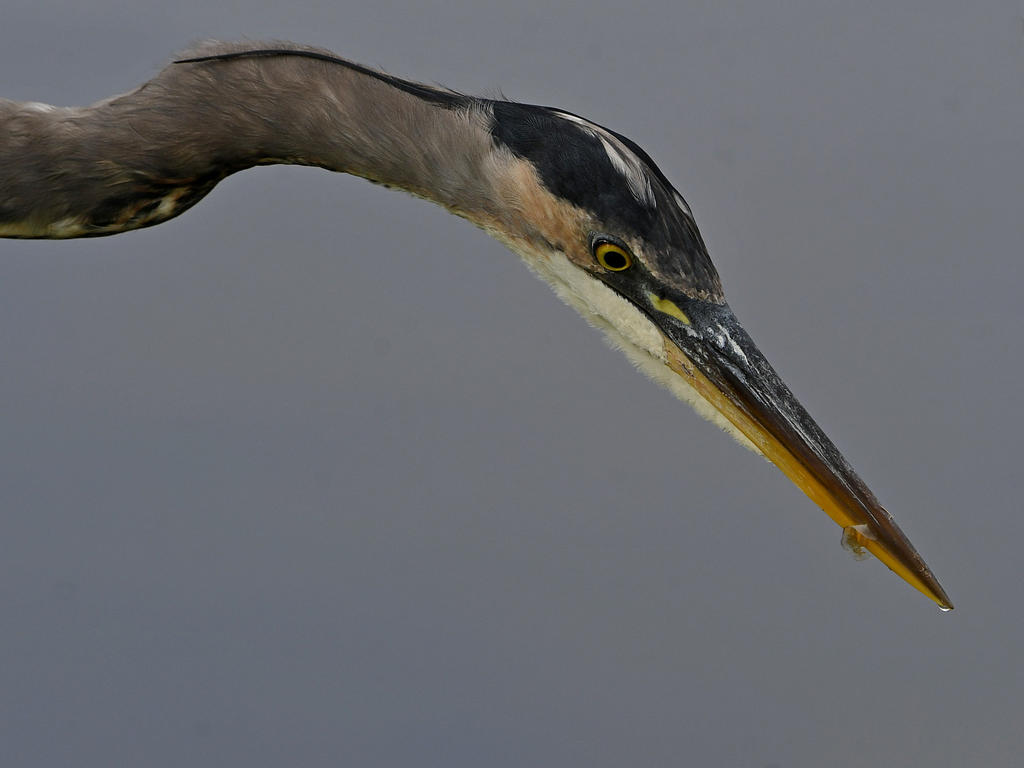 BlueHeron13.jpg