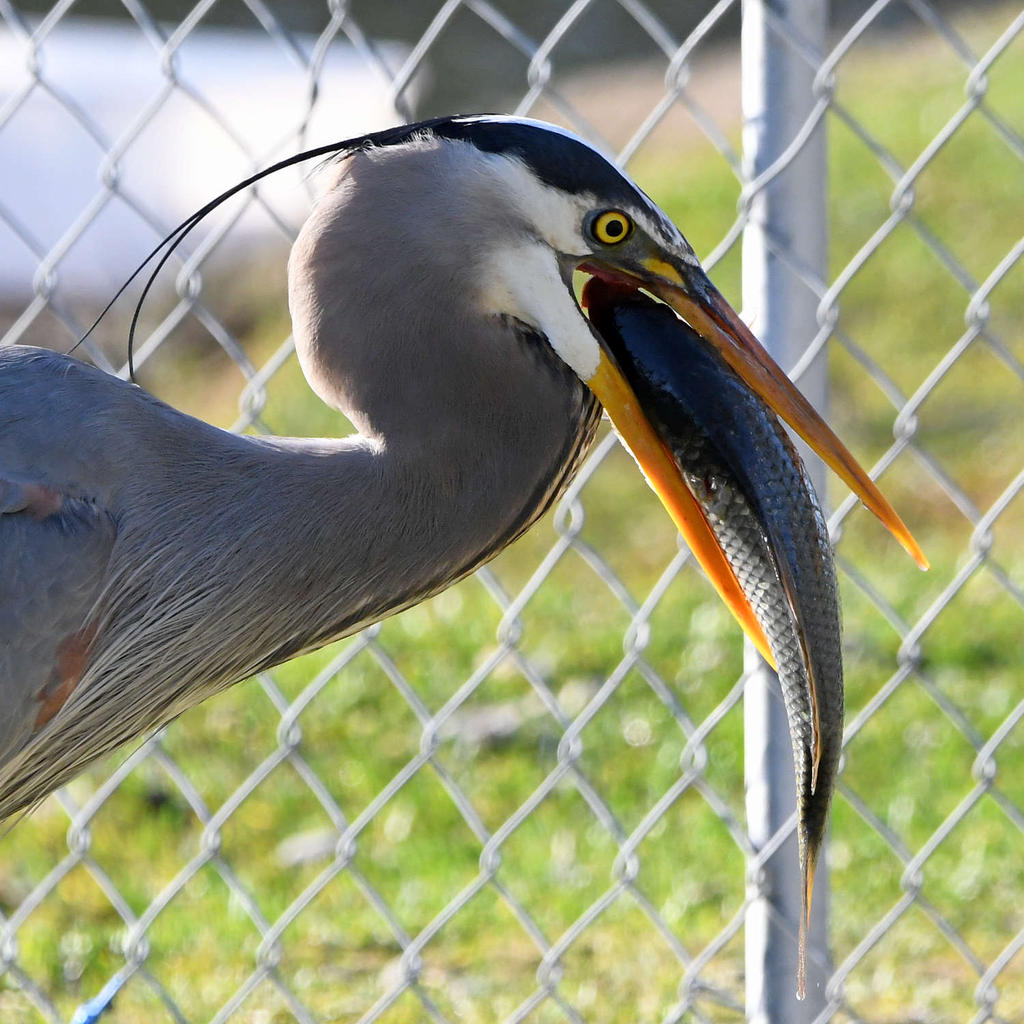 BlueHeron13.jpg
