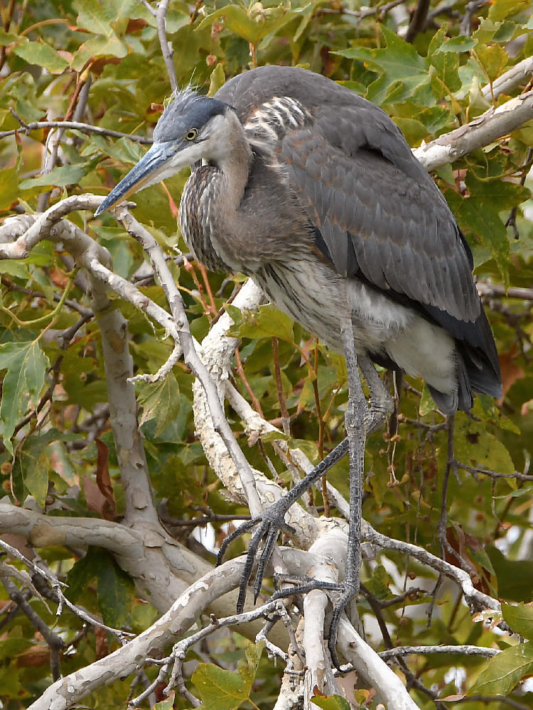 BlueHeron14.jpg
