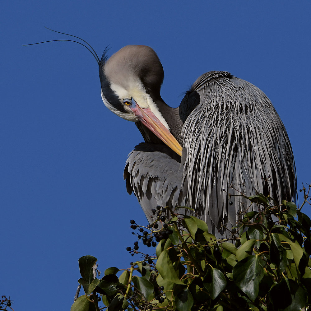BlueHeron14.JPG