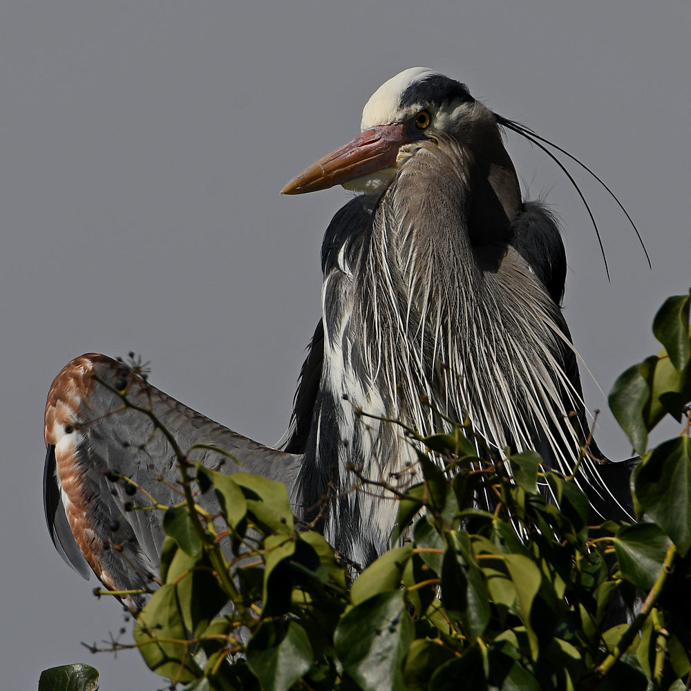 BlueHeron14.JPG