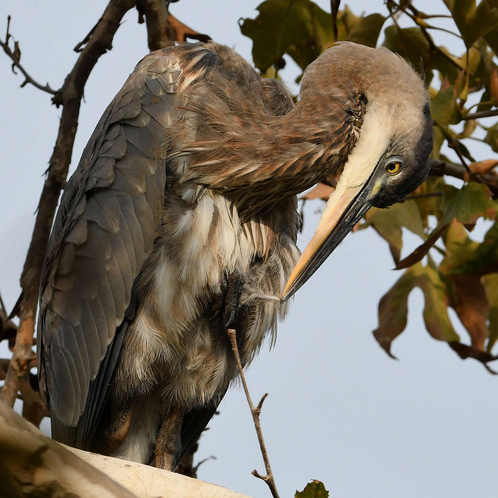 BlueHeron14.jpg