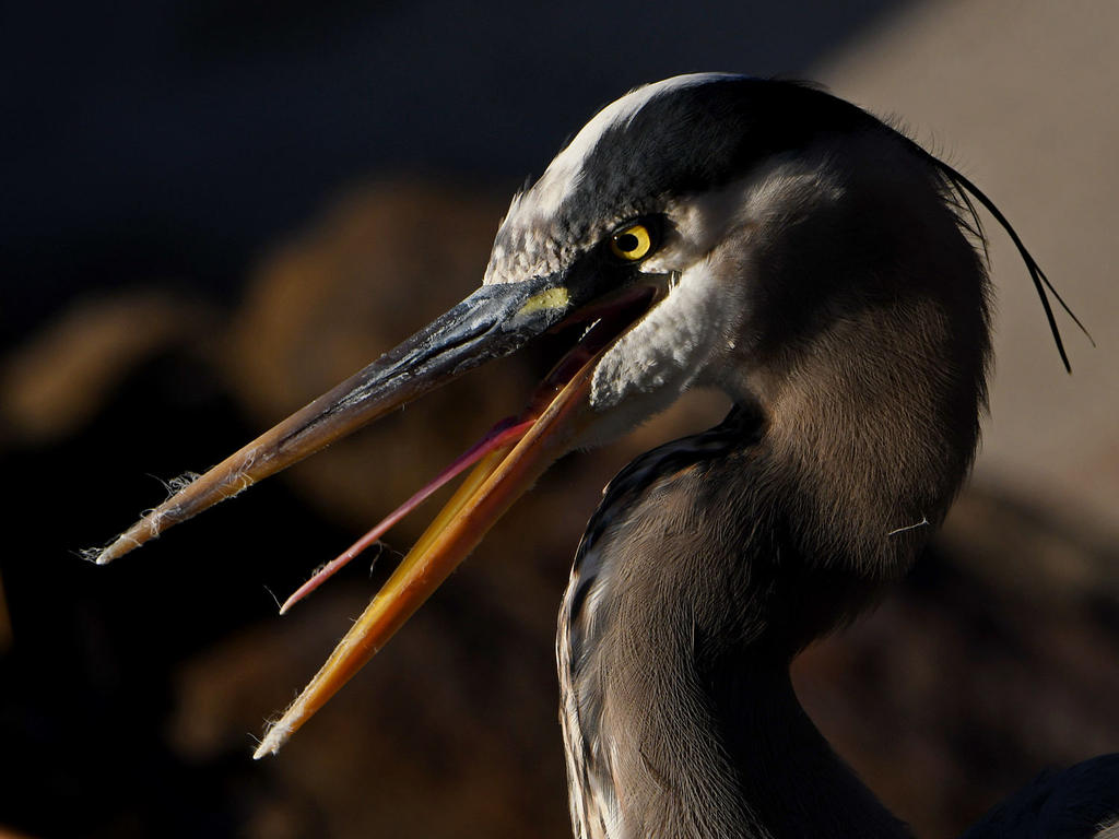 BlueHeron14.jpg