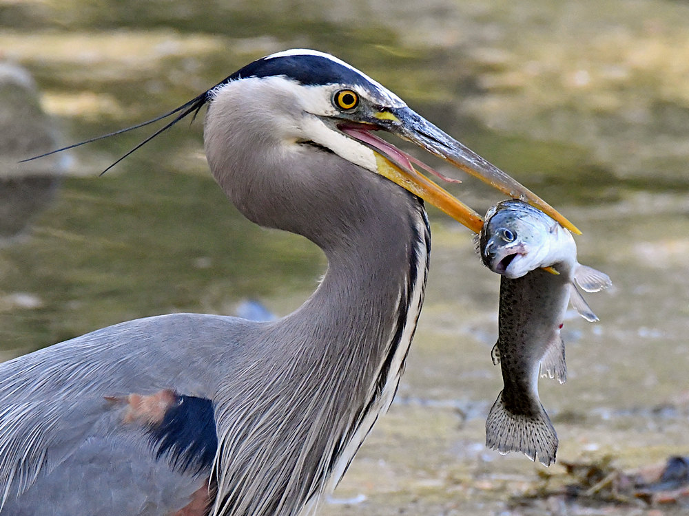 BlueHeron15.jpg