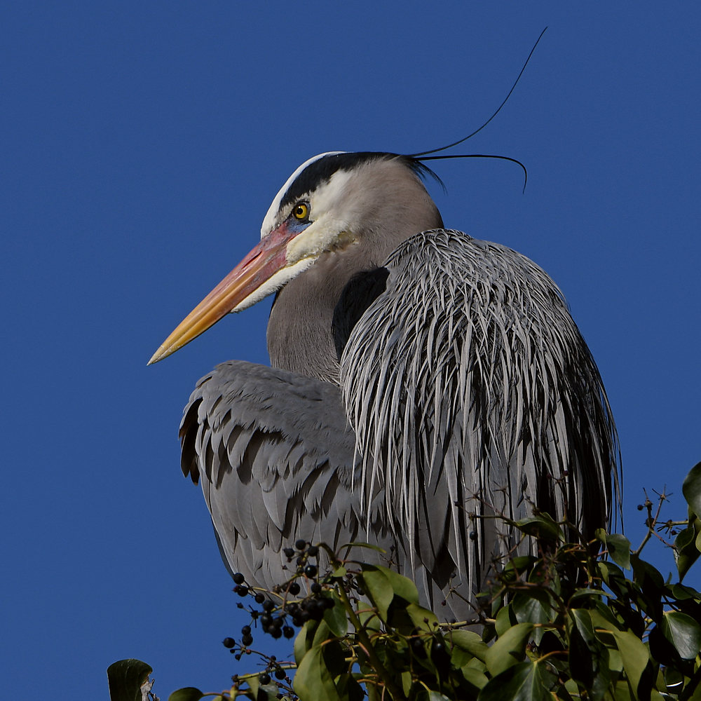 BlueHeron15.JPG
