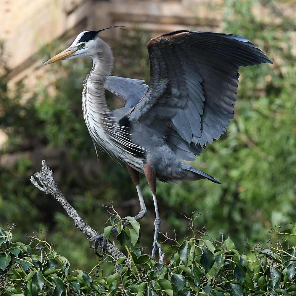BlueHeron15.JPG