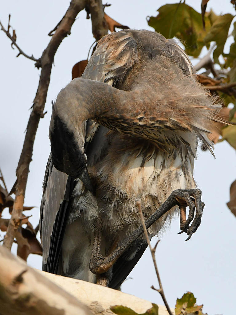 BlueHeron15.jpg
