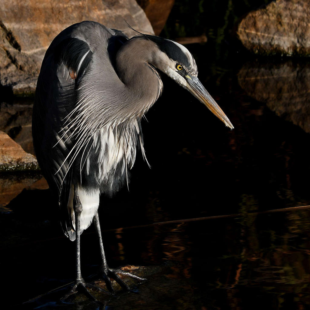 BlueHeron15.jpg