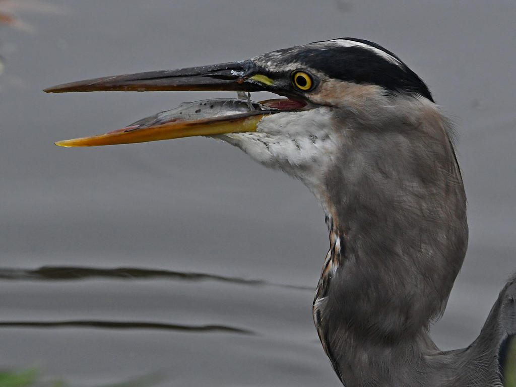 BlueHeron15.jpg