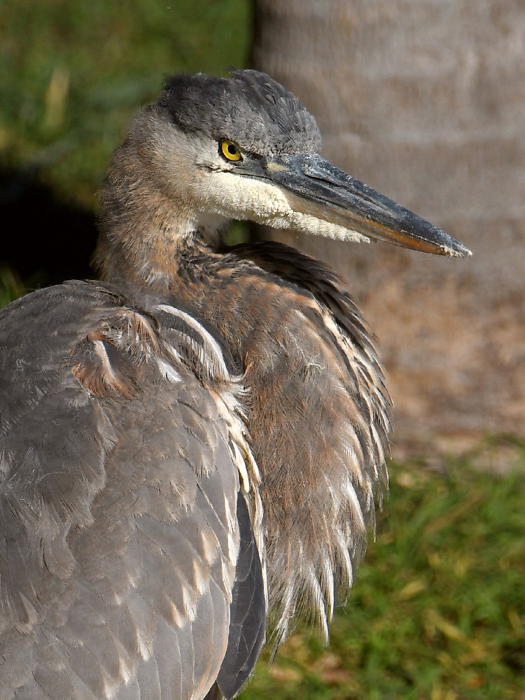 BlueHeron16.jpg