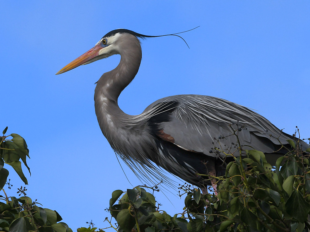 BlueHeron16.JPG
