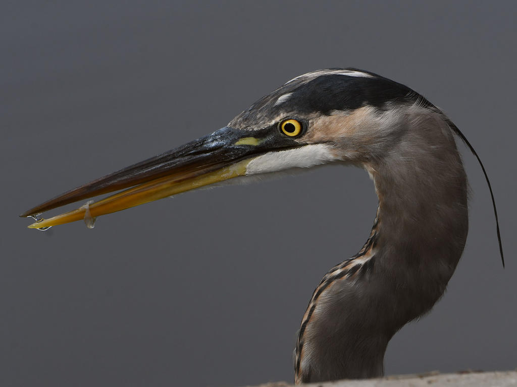BlueHeron16.jpg