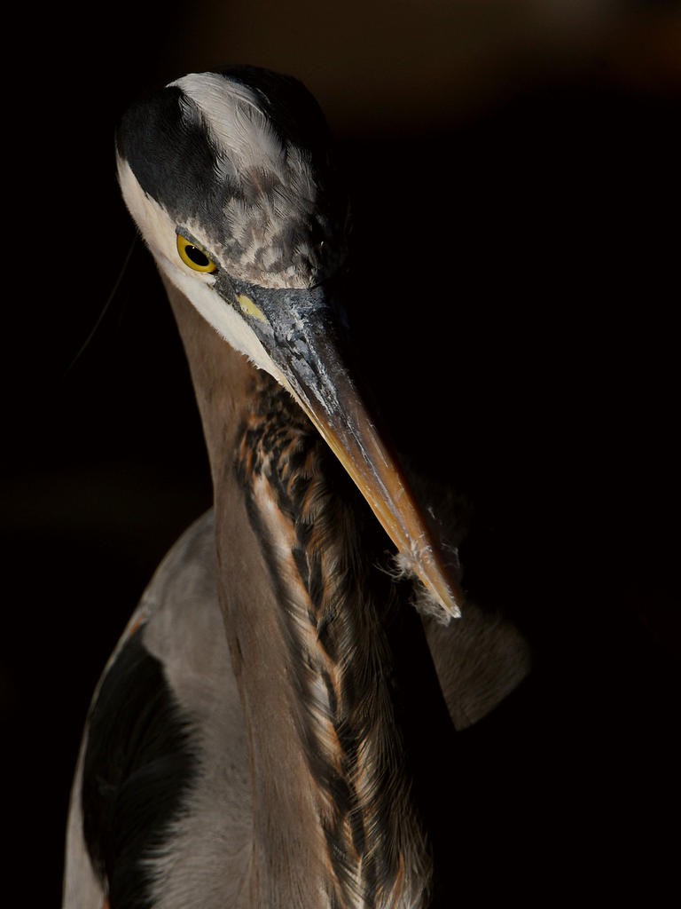 BlueHeron16.jpg