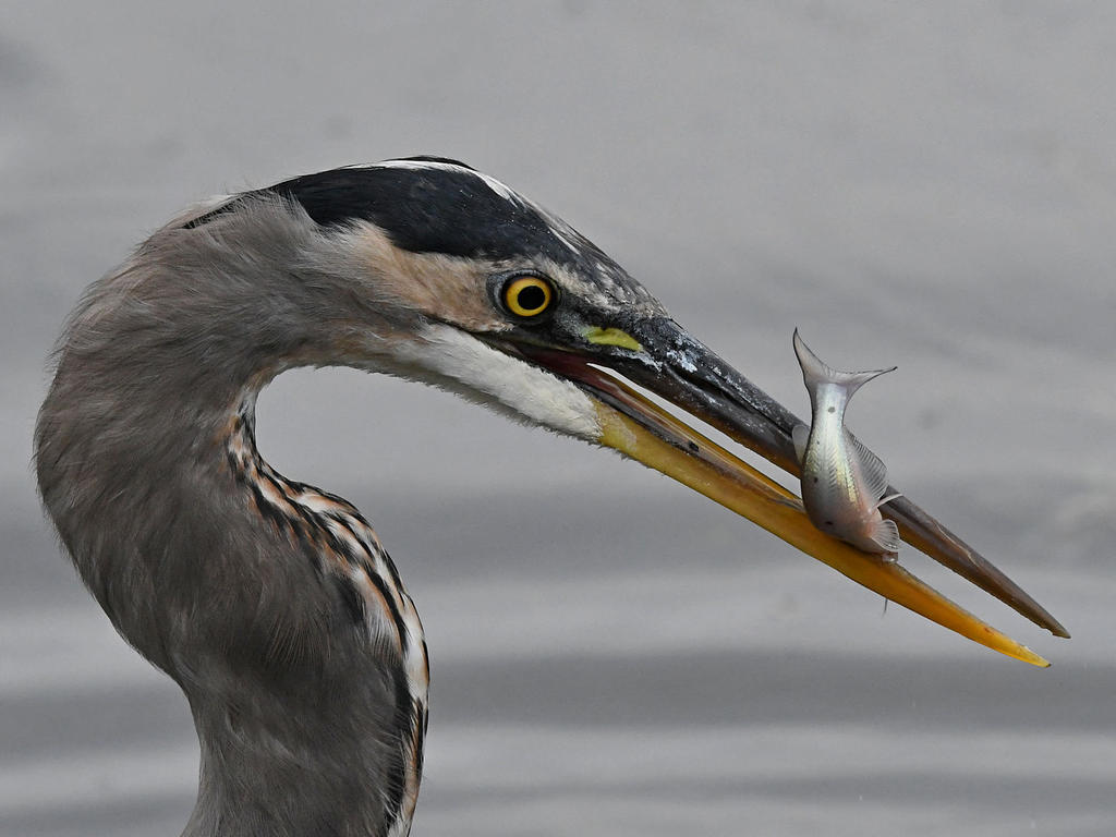 BlueHeron16.jpg