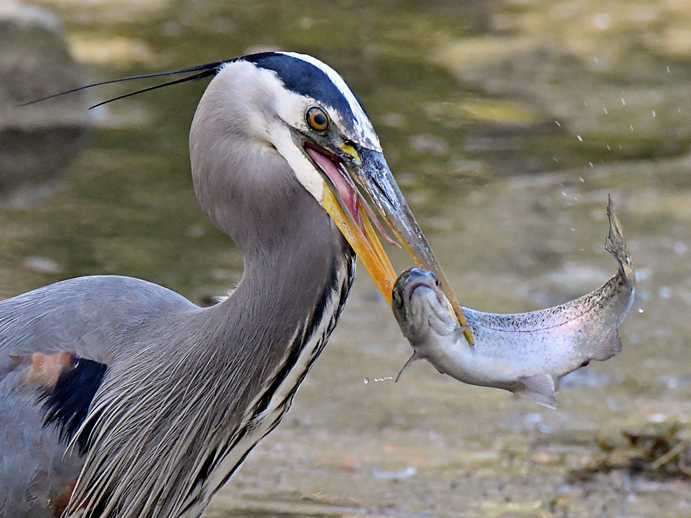 BlueHeron17.jpg
