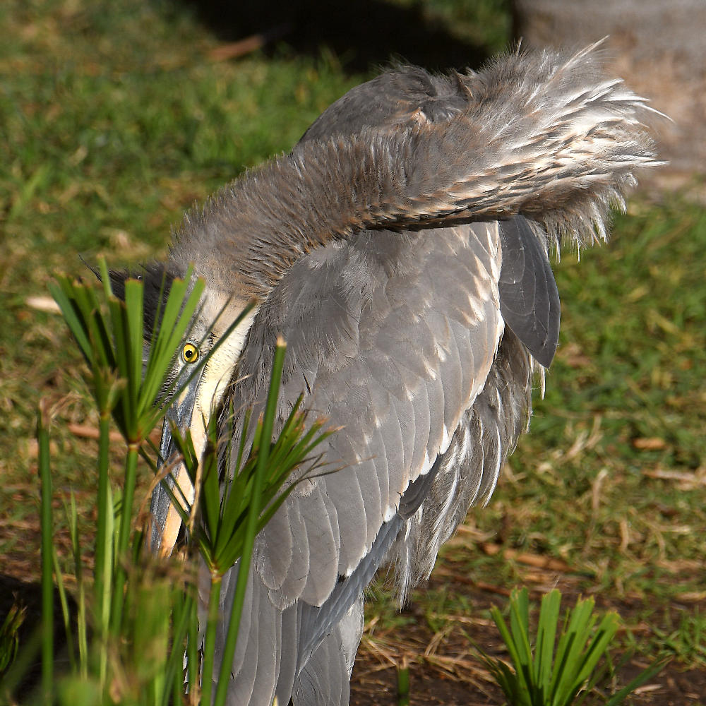 BlueHeron17.jpg