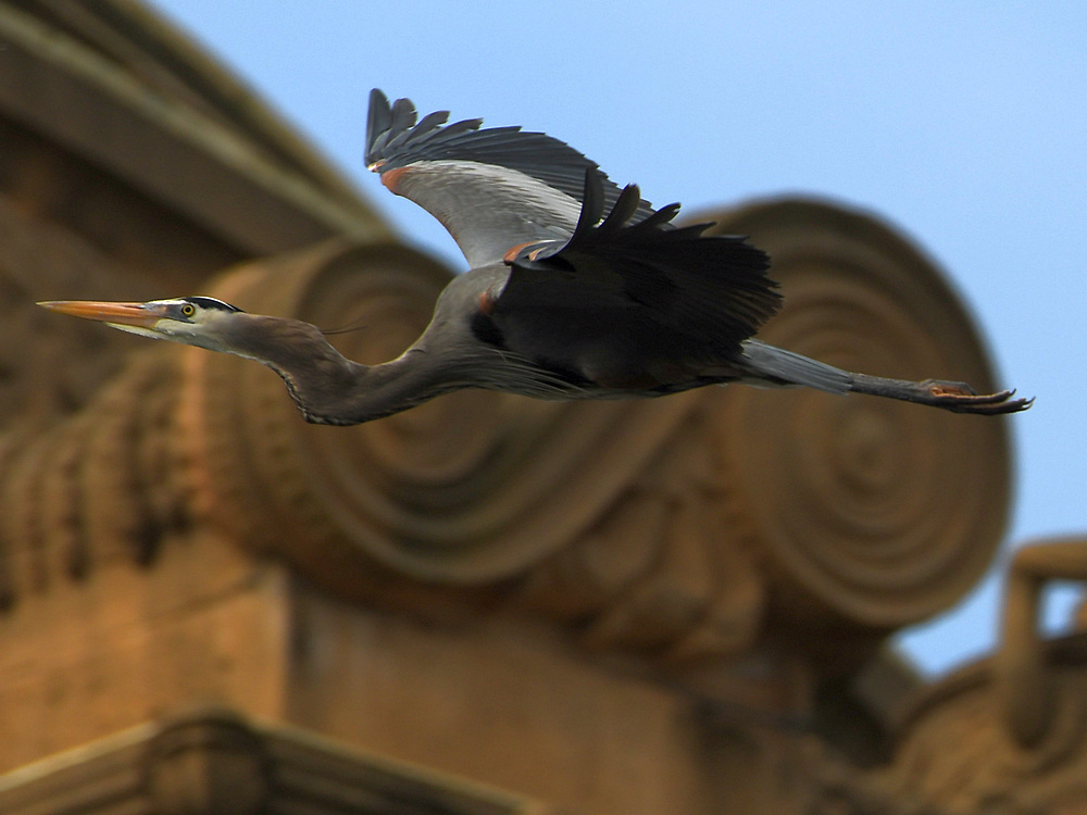 BlueHeron17.JPG