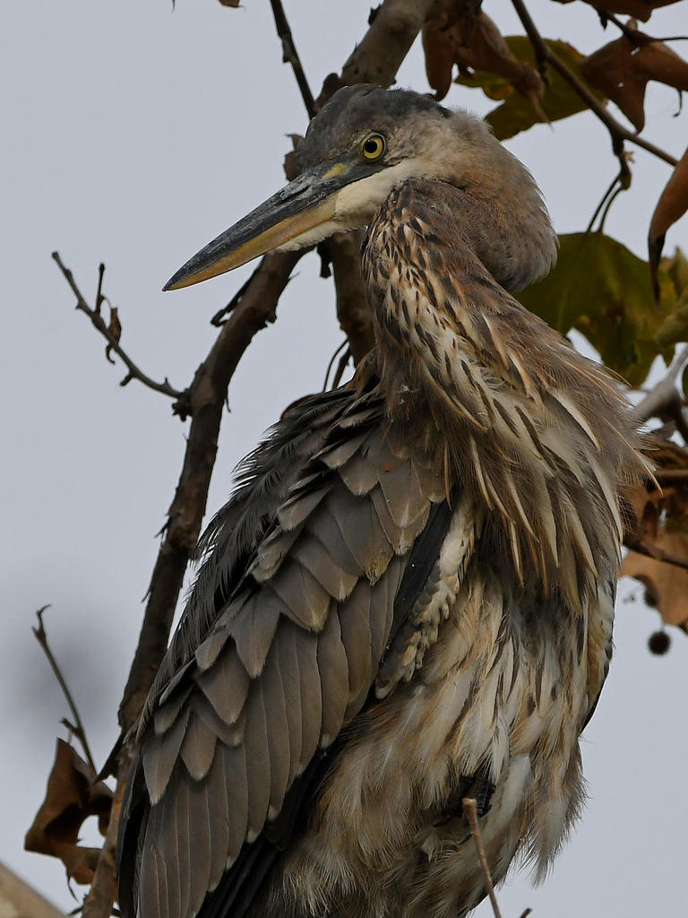 BlueHeron17.jpg