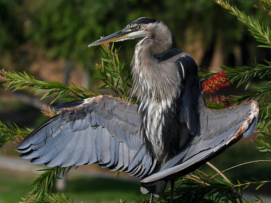 BlueHeron17.jpg