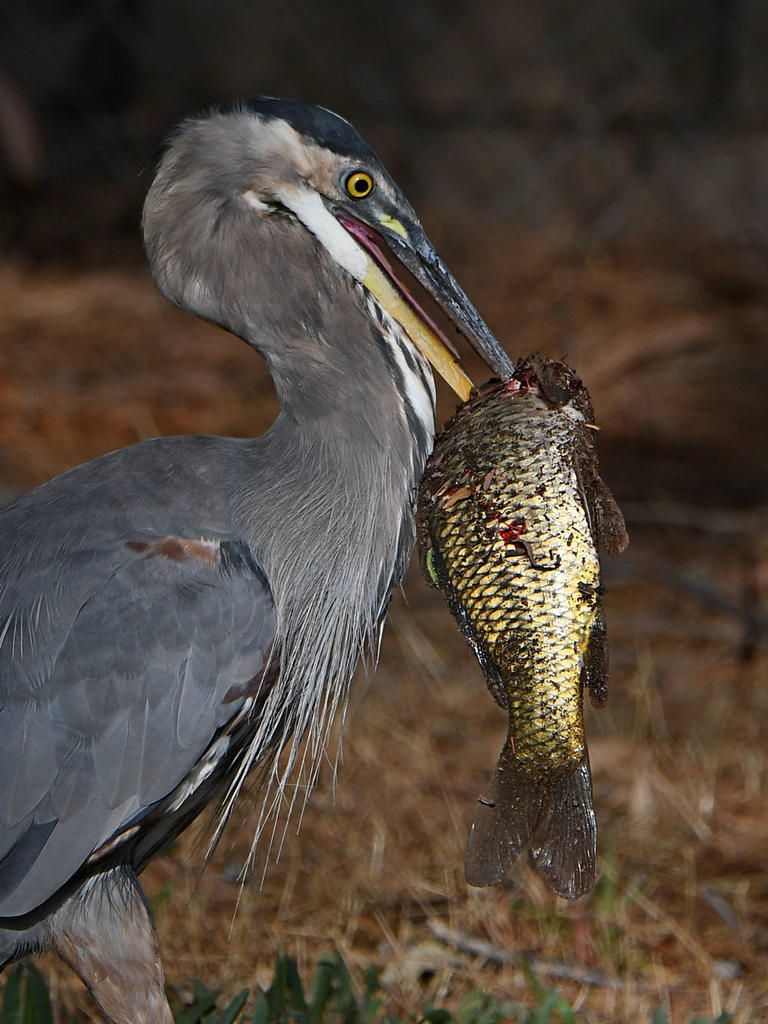 BlueHeron17.jpg