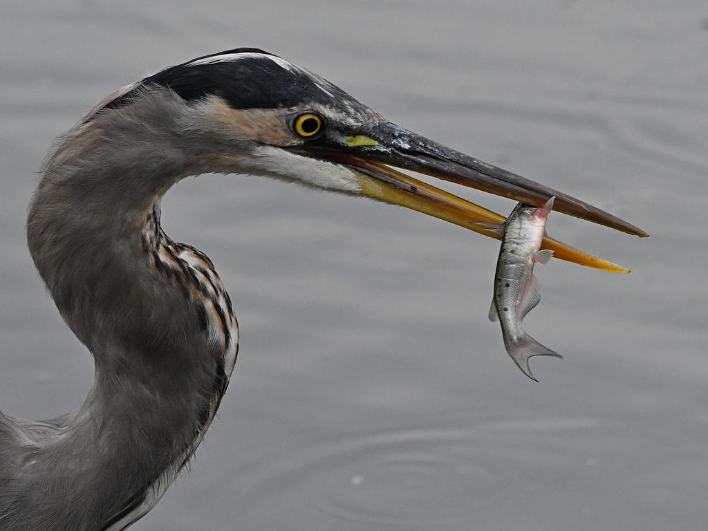 BlueHeron17.jpg