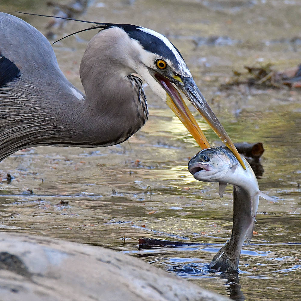 BlueHeron18.jpg