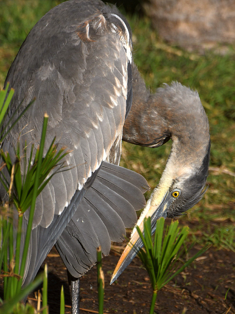 BlueHeron18.jpg