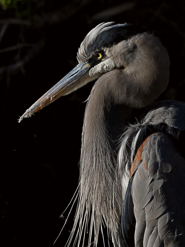 BlueHeron18.jpg