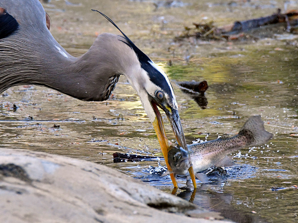 BlueHeron19.jpg