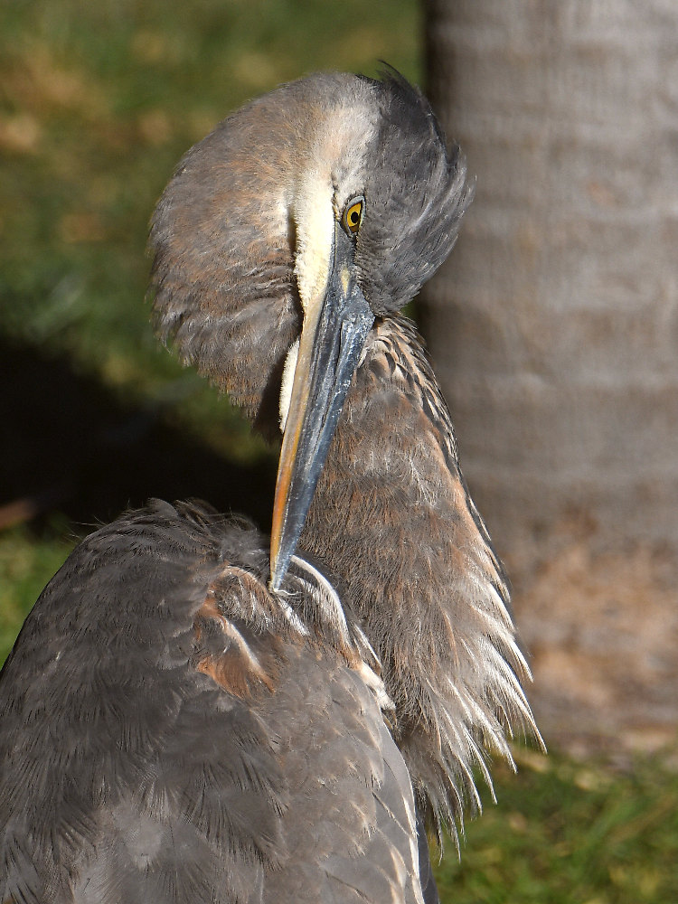BlueHeron19.jpg