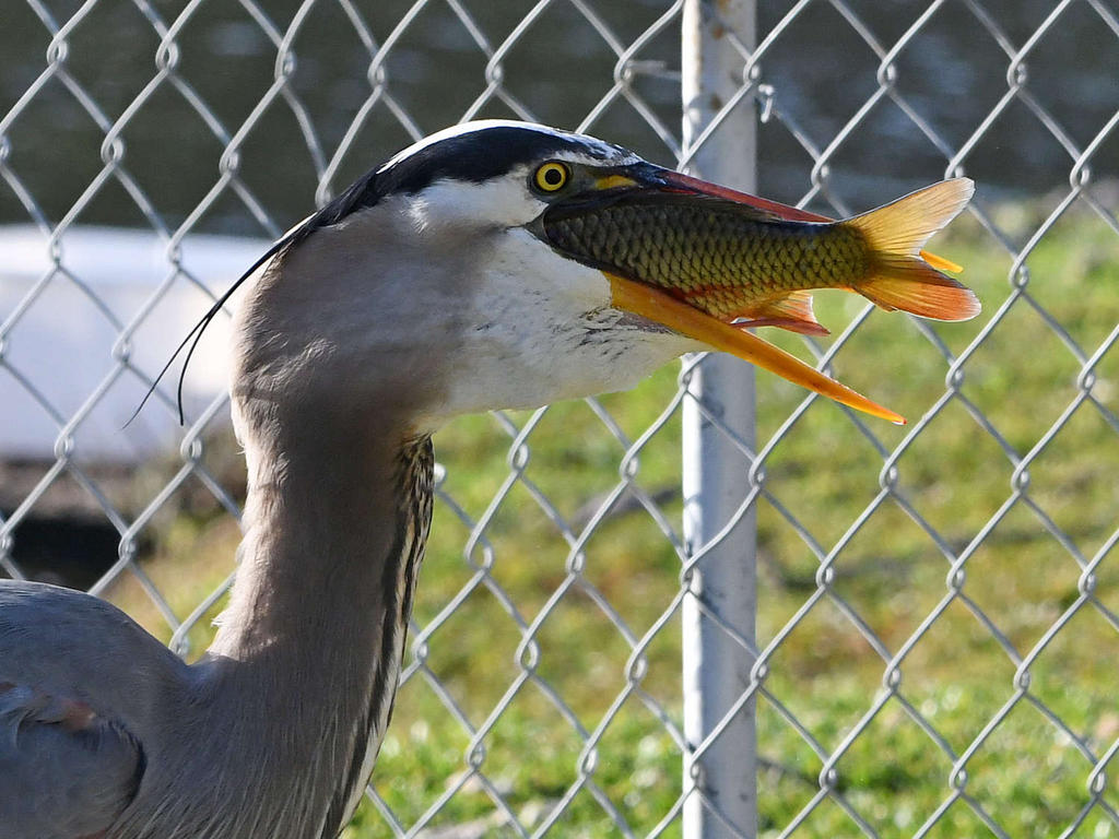 BlueHeron19.jpg