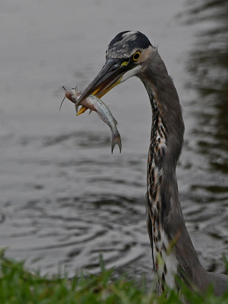 BlueHeron19.jpg