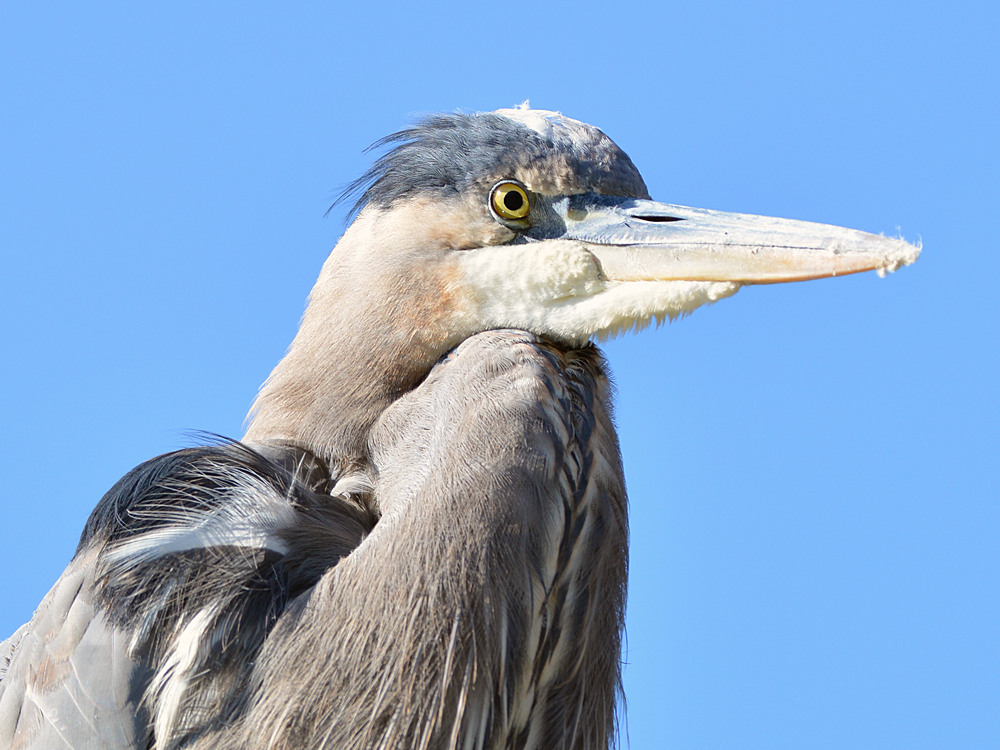 BlueHeron2.jpg