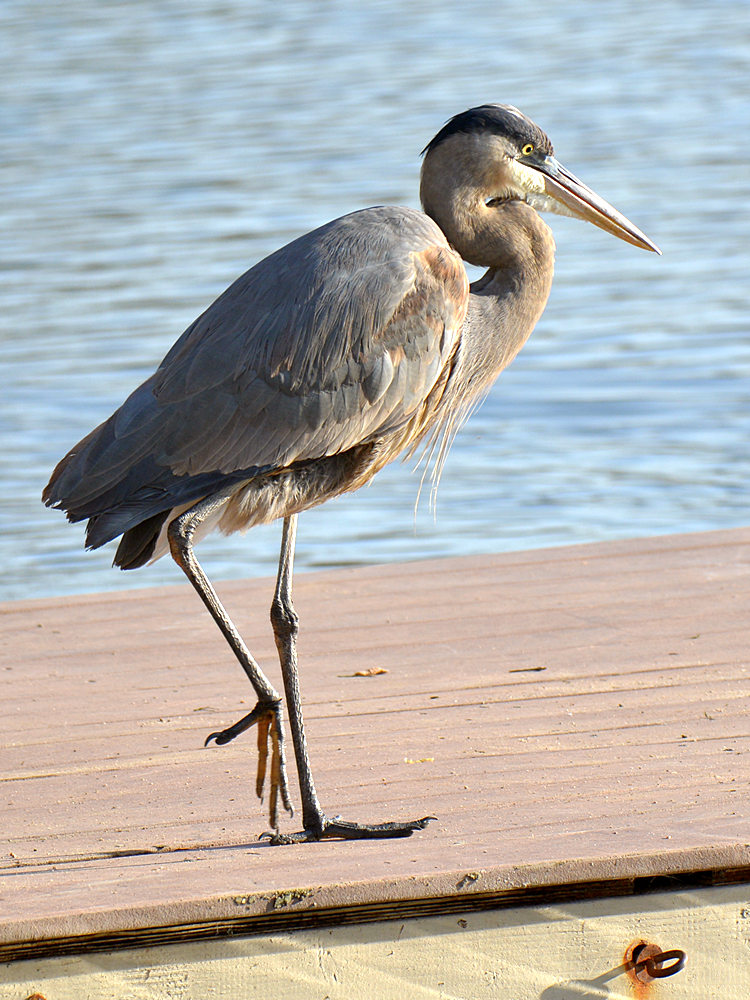 BlueHeron2.jpg
