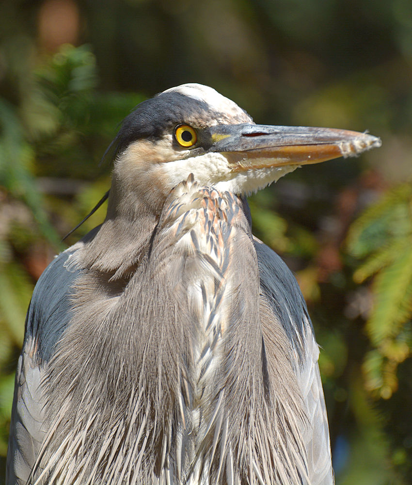 BlueHeron2.jpg