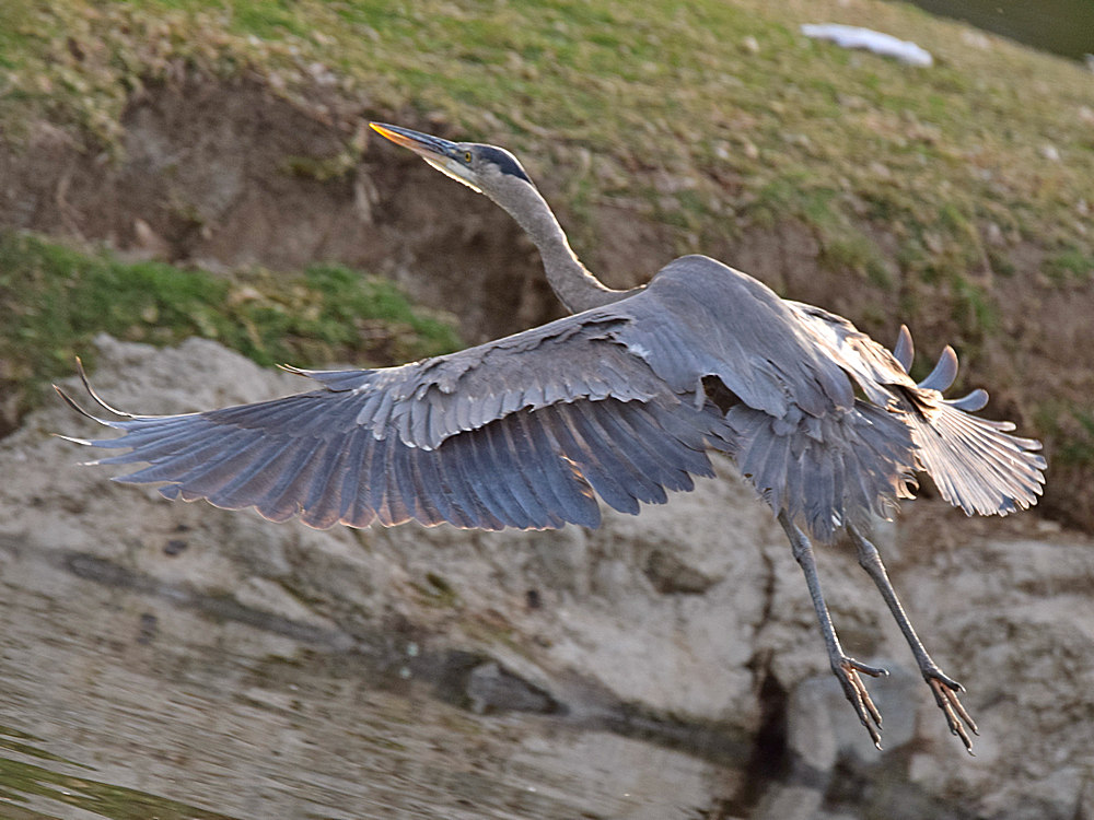 BlueHeron2.jpg