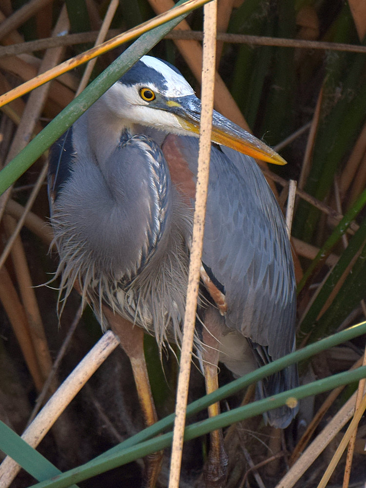 BlueHeron2.jpg