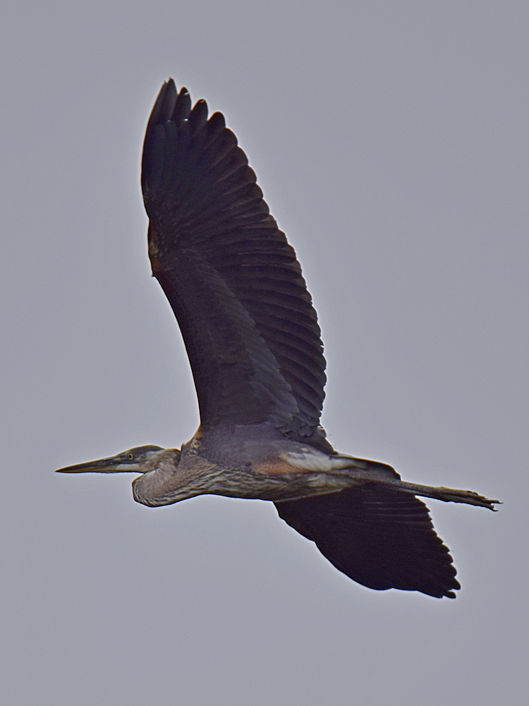 BlueHeron2.jpg