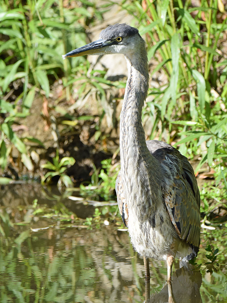 BlueHeron2.jpg