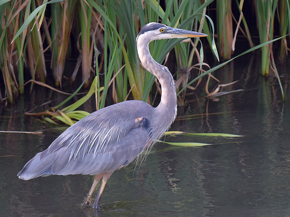 BlueHeron2.jpg
