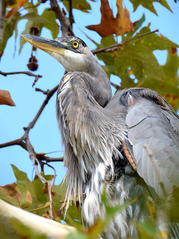 BlueHeron2.jpg