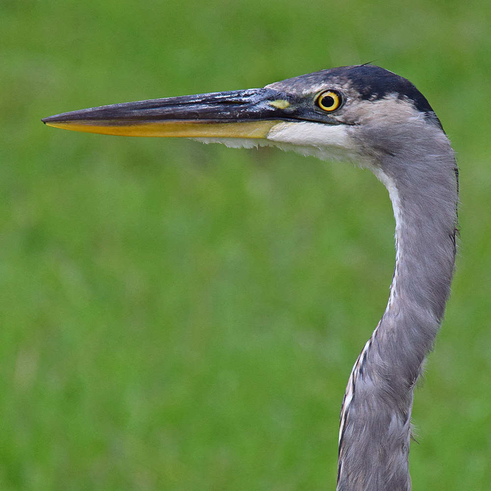 BlueHeron2.jpg