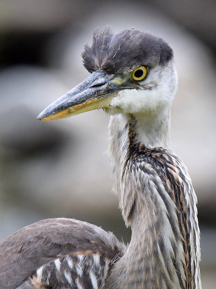 BlueHeron2.jpg