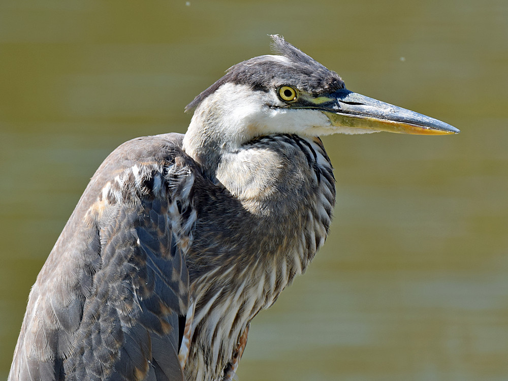 BlueHeron2.jpg