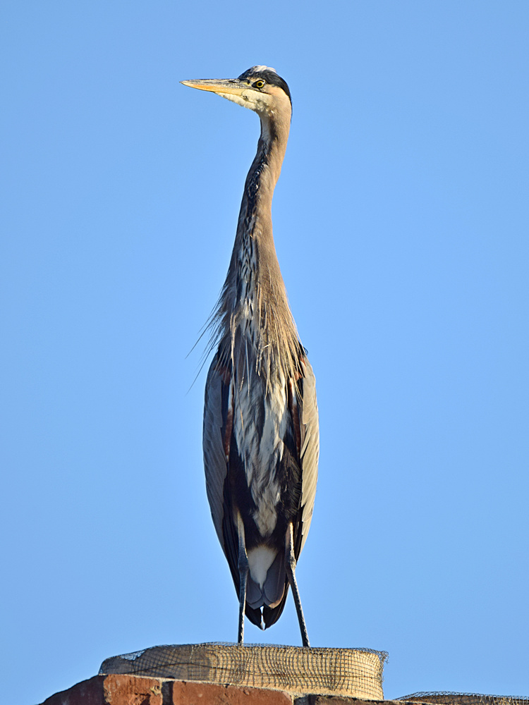 BlueHeron2.jpg