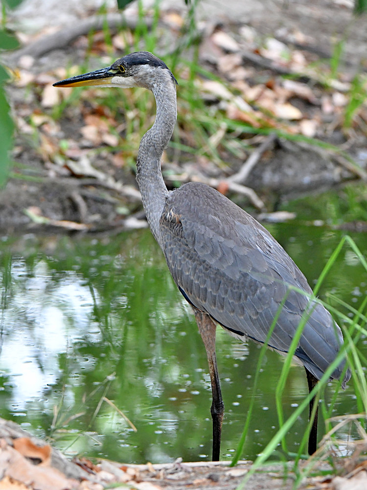 BlueHeron2.jpg