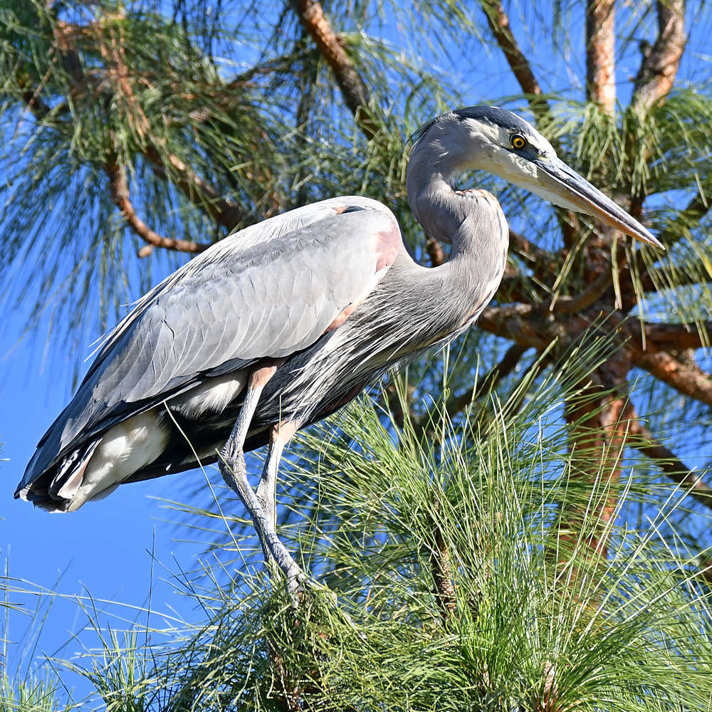 BlueHeron2.jpg